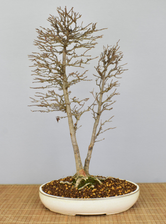 Bonsai Outdoor, Dreispitzahorn (Acer buergerianum)